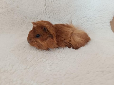 Guinea pig bebekler