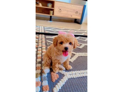 Teacup maltipoo 2 aylık teacup toy poodle ayarında