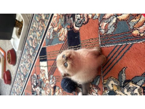 Scottish fold 2 aylık