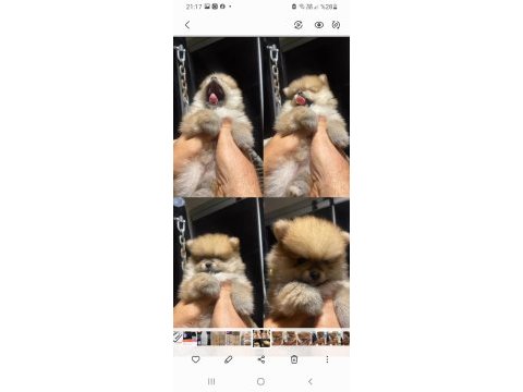 Minik pomeranian kızıma yuva arıyorum