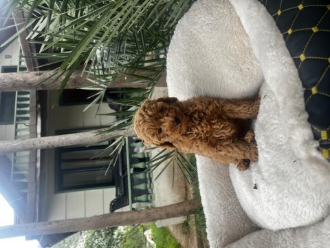 Toy poodle yavru köpeklerimiz