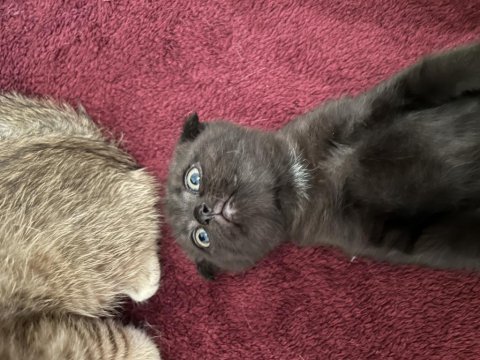 Scottish fold siyah kırık kulak