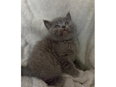 Scottish fold straight
