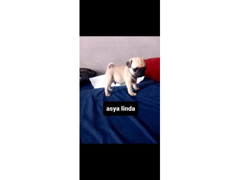 Pug mops bebekler