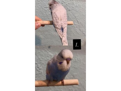 35 günlük ele alıştırmalık jumbo kuşlar
