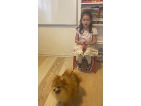 Pomeranian acil yuva arıyoruz