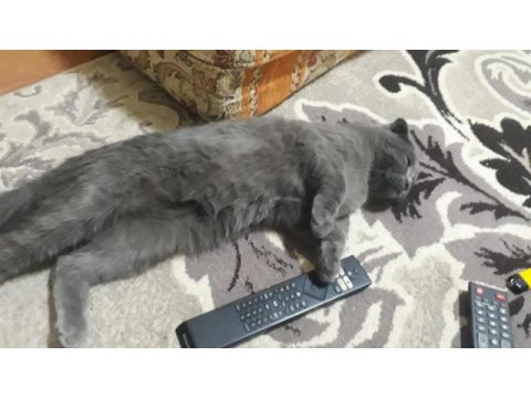 Scottish fold yavrular