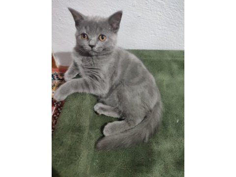 British shorthair yavrularımıza sıcak bir yuva arıyoruz