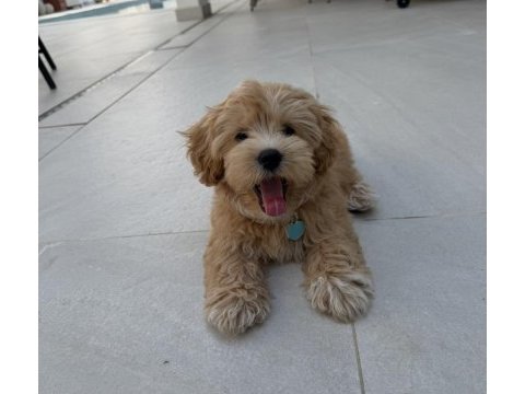 Tr nin en özel maltipoo yavruları