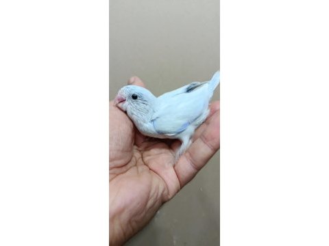 Pastel turkuaz erkek cep papağanı