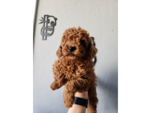 Safkan 0 numara toy poodle