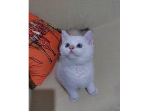 Safkan british shorthair ny 11