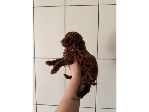 Erkek red brown toy poodle