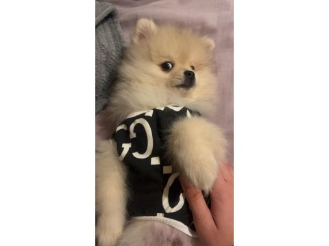 Sevimli ayı surat pomeranian boo