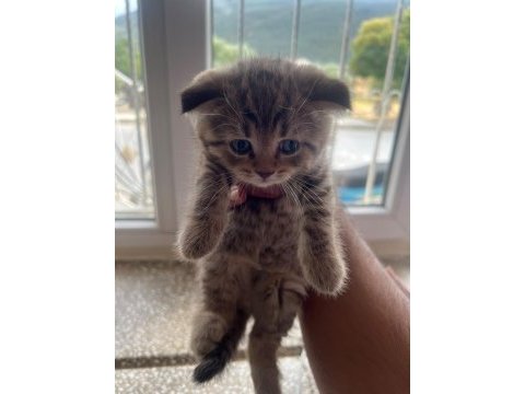 Kaliteden şaşma scottish fold