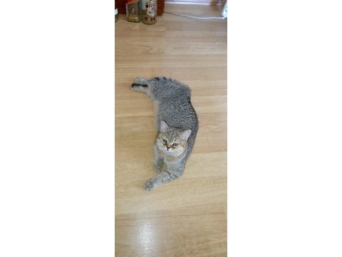 British shorthair dişi kedim