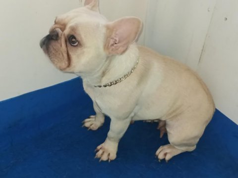 Beyaz kelebek french bulldog