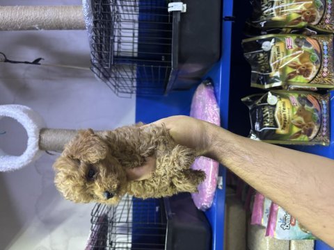 Kore poodle ve poodle yavrularımız yeni yuvasını be