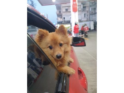 8 aylık karnesi var çipi takılı tilki surat pomeranian