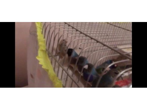 Mavi ve sarı goldian finch takımlar