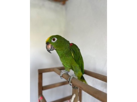 Çok kaliteli amazon papağanı