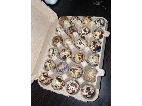 Kuluçkalık bıldırcın yumurtası