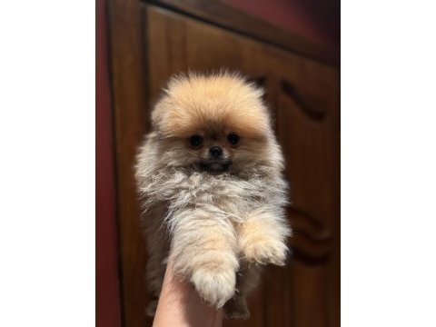 70 günlük pomeranian boo yavrularımız