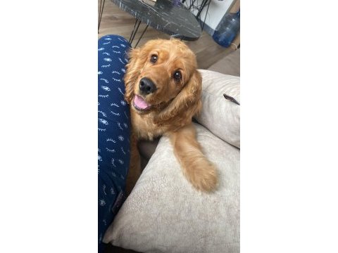 4 aylık erkek yavru american cocker