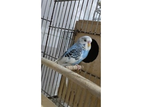 En yeni muhabbet kuşlar yine en iyileri sizlerle