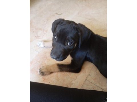Cane corso rottweiler kırması