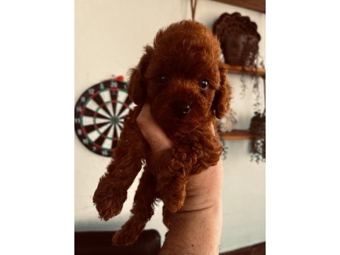 Red brown tecup poodle dişi bebek anne 2,5 kg baba 1,9 kg