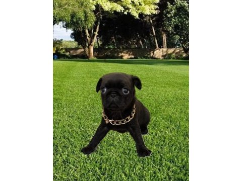 Dişi pug mops