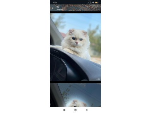Eşleştirme ilanı scottish fold kedimiz için