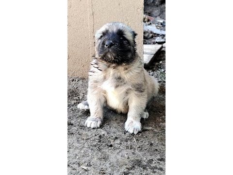 Safkan kangal yavrular