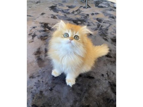 Yüksek kalite golden ny12 dişi british longhair