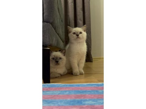 British bluepoint yavrularımız son 2 yavru