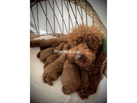 Red brown toy poodle yavruları