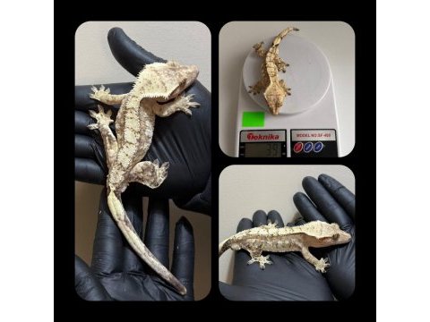Sağlıklı crested geckolar üst kalite