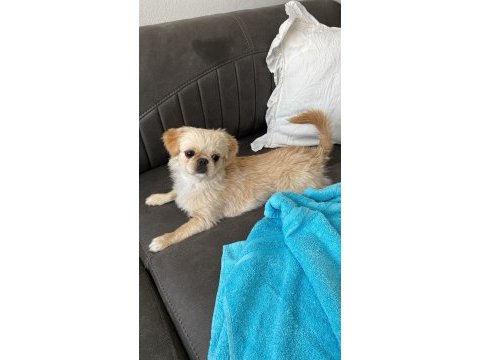 Pekinez köpeğimiz yeni sahibini arıyor