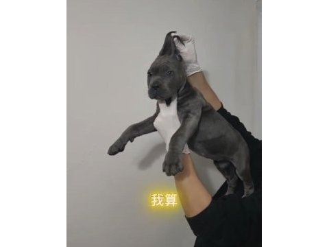 Acil sahiplendirilecek a şecereli cane corso yavrular