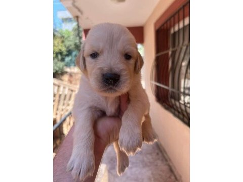 Irk ve sağlık garantili golden retriever bebeklerimiz