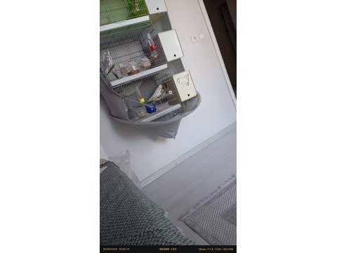 Yumurtlamak üzere sultan papağanı