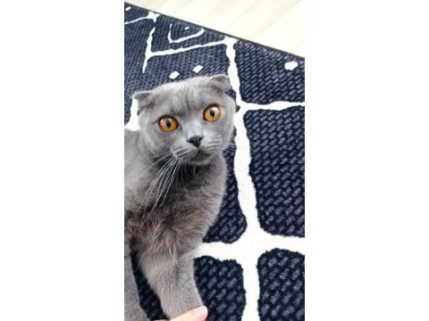 Kedimize kalıcı ciddi bakacaklar dönüş yapsın