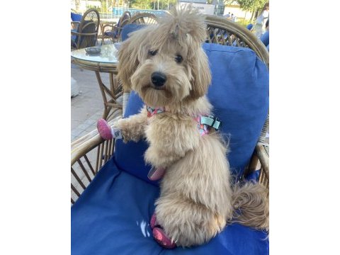 Yuvarlak surat maltipoo