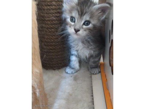 Maine coon yavrularımız