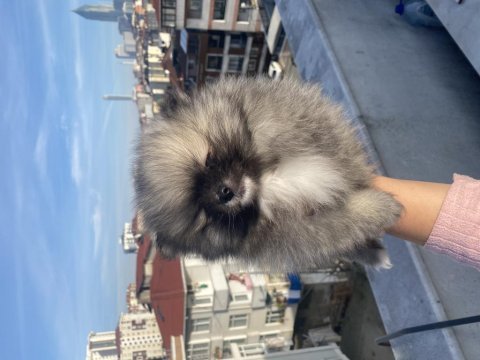 Orjinal pomeranian boo erkek