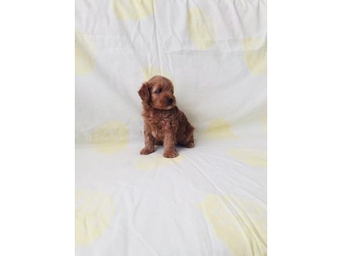 Orijinal maltipoo yavrularım teacup