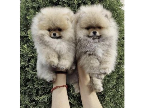 Pomeranian boo sağlıklı