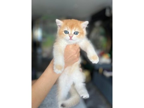 Şecereli anne ve babadan ny12 safkan british shorthair