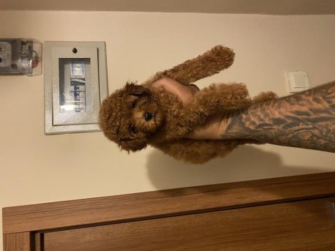 Teacup kore poodle